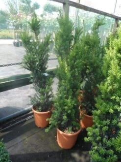 Taxus (Taxus Media 'Hicksii') -PlantenPracht Winkel taxus media hicksii 60 80 100 c7 10