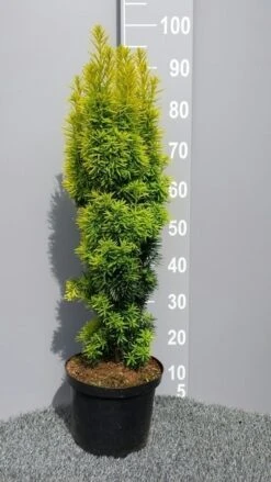 Gele Venijnboom (Taxus Baccata 'David') 10 Gele Venijnboom (Taxus Baccata 'David') -PlantenPracht Winkel taxusdavid01