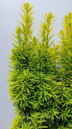 Gele Venijnboom (Taxus Baccata 'David') -PlantenPracht Winkel taxusdavid02 1