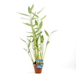 Thalia (Thalia Dealbata) -PlantenPracht Winkel thalia