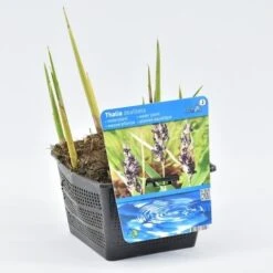 Thalia (Thalia Dealbata) -PlantenPracht Winkel thalia dealbata 18x18 20180403200821