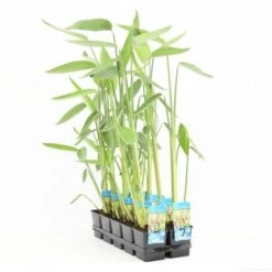 Thalia (Thalia Dealbata) -PlantenPracht Winkel thalia dealbata p11 t