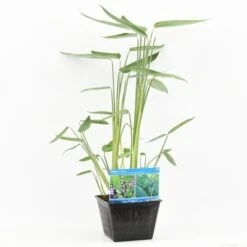 Thalia (Thalia Dealbata) -PlantenPracht Winkel thalia dealbata s