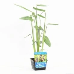Thalia (Thalia Dealbata) -PlantenPracht Winkel thalia dealbata s 2
