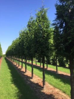 Nieuwkomers -PlantenPracht Winkel thuja 30 40 2