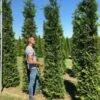 Grote Groene Haagconifeer (Thuja Occidentalis 'Brabant') 1 Grote Groene Haagconifeer (Thuja Occidentalis 'Brabant') -PlantenPracht Winkel thuja brabant 300350 2