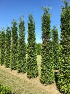 Grote Groene Haagconifeer (Thuja Occidentalis 'Brabant') -PlantenPracht Winkel thuja brabant 350400