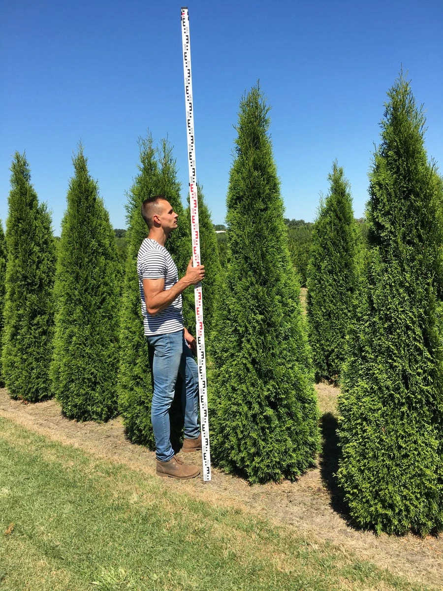 Grote Westerse Levensboom (Thuja Occidentalis 'Smaragd') 4 Grote Westerse Levensboom (Thuja Occidentalis 'Smaragd') - Afbeelding 3