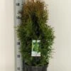 Levensboom (Thuja Occidentalis 'Holmstrup') -PlantenPracht Winkel thuja occidentalis holmstrup winter c3 m 1