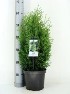 Levensboom (Thuja Occidentalis 'Holmstrup') -PlantenPracht Winkel thuja occidentalis holmstrup zomer c3 m 1
