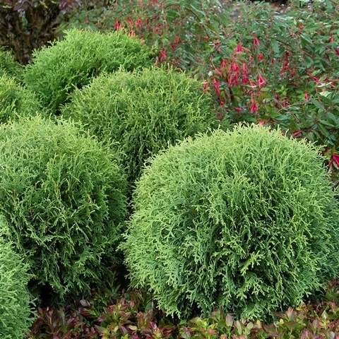 Levensboom (Thuja Occidentalis 'Little Giant') 5 Levensboom (Thuja Occidentalis 'Little Giant') - Afbeelding 3