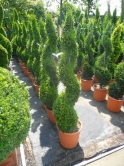 Conifeer Als Spiraal (Thuja Occidentalis 'Smaragd') -PlantenPracht Winkel thuja occidentalis smaragd spiraal 125 150 c20 1