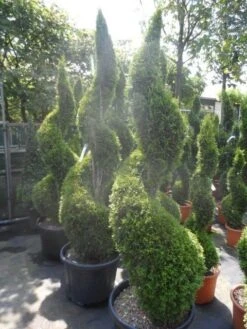 Conifeer Als Spiraal (Thuja Occidentalis 'Smaragd') -PlantenPracht Winkel thuja occidentalis smaragd spiraal 175 200 c50