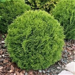 Thuja (Thuja Occidentalis 'Tiny Tim') -PlantenPracht Winkel thuja occidentalis tiny tim