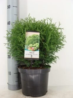 Thuja (Thuja Occidentalis 'Tiny Tim') -PlantenPracht Winkel thuja occidentalis tiny tim zomer c3 1