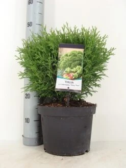 Thuja (Thuja Occidentalis 'Tiny Tim') -PlantenPracht Winkel thuja occidentalis tiny tim zomer c5 m 2