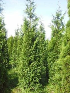 Levensboom (Thuja Plicata 'Atrovirens') -PlantenPracht Winkel thuja pl atrovirens 300