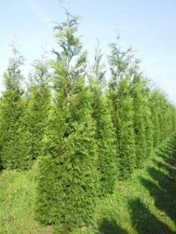 Levensboom (Thuja Plicata 'Martin') -PlantenPracht Winkel thuja pl martin 300 350 1