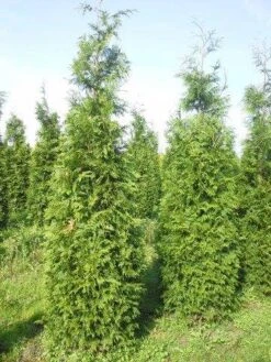 Levensboom (Thuja Plicata 'Martin') -PlantenPracht Winkel thuja pl martin 300 350 1 1