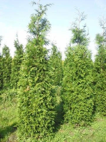 Levensboom (Thuja Plicata 'Martin') 9 Levensboom (Thuja Plicata 'Martin') - Afbeelding 7