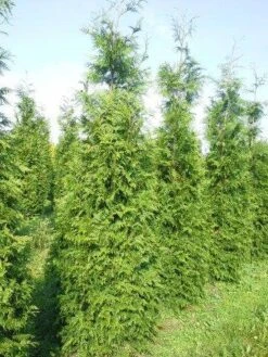 Levensboom (Thuja Plicata 'Martin') -PlantenPracht Winkel thuja pl martin 300 350 2 1
