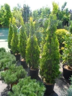 Levensboom (Thuja Orientalis 'Pyramidalis Aurea') 11 Levensboom (Thuja Orientalis 'Pyramidalis Aurea') -PlantenPracht Winkel thuja platycladus orientalis pyramidalis aurea 150 175 1