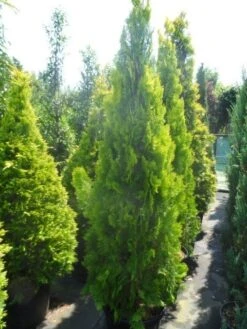 Levensboom (Thuja Orientalis 'Pyramidalis Aurea') 10 Levensboom (Thuja Orientalis 'Pyramidalis Aurea') -PlantenPracht Winkel thuja platycladus orientalis pyramidalis aurea 175 200 250 1