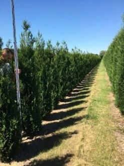 Grote Levensboom (Thuja Plicata 'Atrovirens') -PlantenPracht Winkel thuja plic atrovirens 200250 3