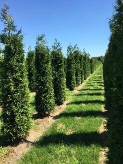 Grote Haagconifeer (Thuja Plicata 'Excelsa') -PlantenPracht Winkel thuja plic excelsa 3