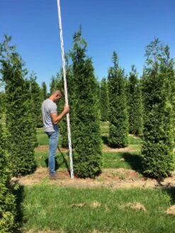 Grote Haagconifeer (Thuja Plicata 'Excelsa') -PlantenPracht Winkel thuja plic excelsa 250300 3