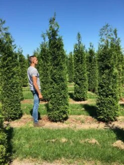 Grote Haagconifeer (Thuja Plicata 'Excelsa') -PlantenPracht Winkel thuja plic excelsa 300350 3