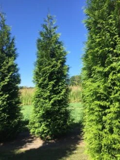 Grote Haagconifeer (Thuja Plicata 'Excelsa') -PlantenPracht Winkel thuja plic excelsa 400450 2