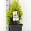 Levensboom (Thuja Plicata '4ever Goldy') 2 Levensboom (Thuja Plicata '4ever Goldy') -PlantenPracht Winkel thuja plicata 4ever goldy c5 m