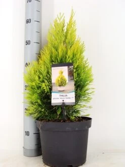 Levensboom (Thuja Plicata '4ever Goldy')