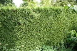 Levensboom (Thuja Plicata 'Atrovirens') -PlantenPracht Winkel thuja plicatum atrovirens 1 1