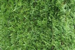 Levensboom (Thuja Plicata 'Atrovirens') -PlantenPracht Winkel thuja plicatum atrovirens 2