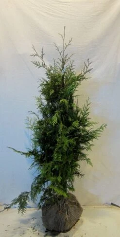 Reuzenlevensboom (Thuja Plicata 'Excelsa') -PlantenPracht Winkel thujapexcelsa100 125 1