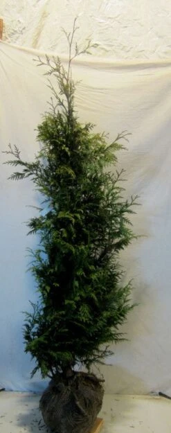 Reuzenlevensboom (Thuja Plicata 'Excelsa') -PlantenPracht Winkel thujapexcelsa150 175 1