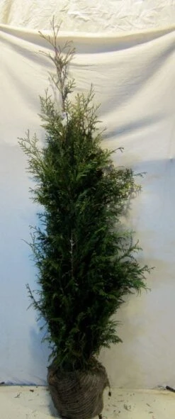 Levensboom (Thuja Plicata 'Martin') -PlantenPracht Winkel thujapmartin125 150 1