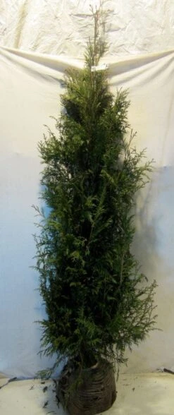 Levensboom (Thuja Plicata 'Martin') -PlantenPracht Winkel thujapmartin175 200 1