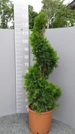 Conifeer Als Spiraal (Thuja Occidentalis 'Smaragd') -PlantenPracht Winkel thujasmaragdspiraal01 2