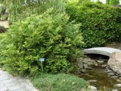 Thujopsis (Thujopsis Dolabrata) -PlantenPracht Winkel thujopsis dolabrata