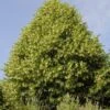 Lindeboom (Tilia Platyphyllos) -PlantenPracht Winkel tilia platyphyllos