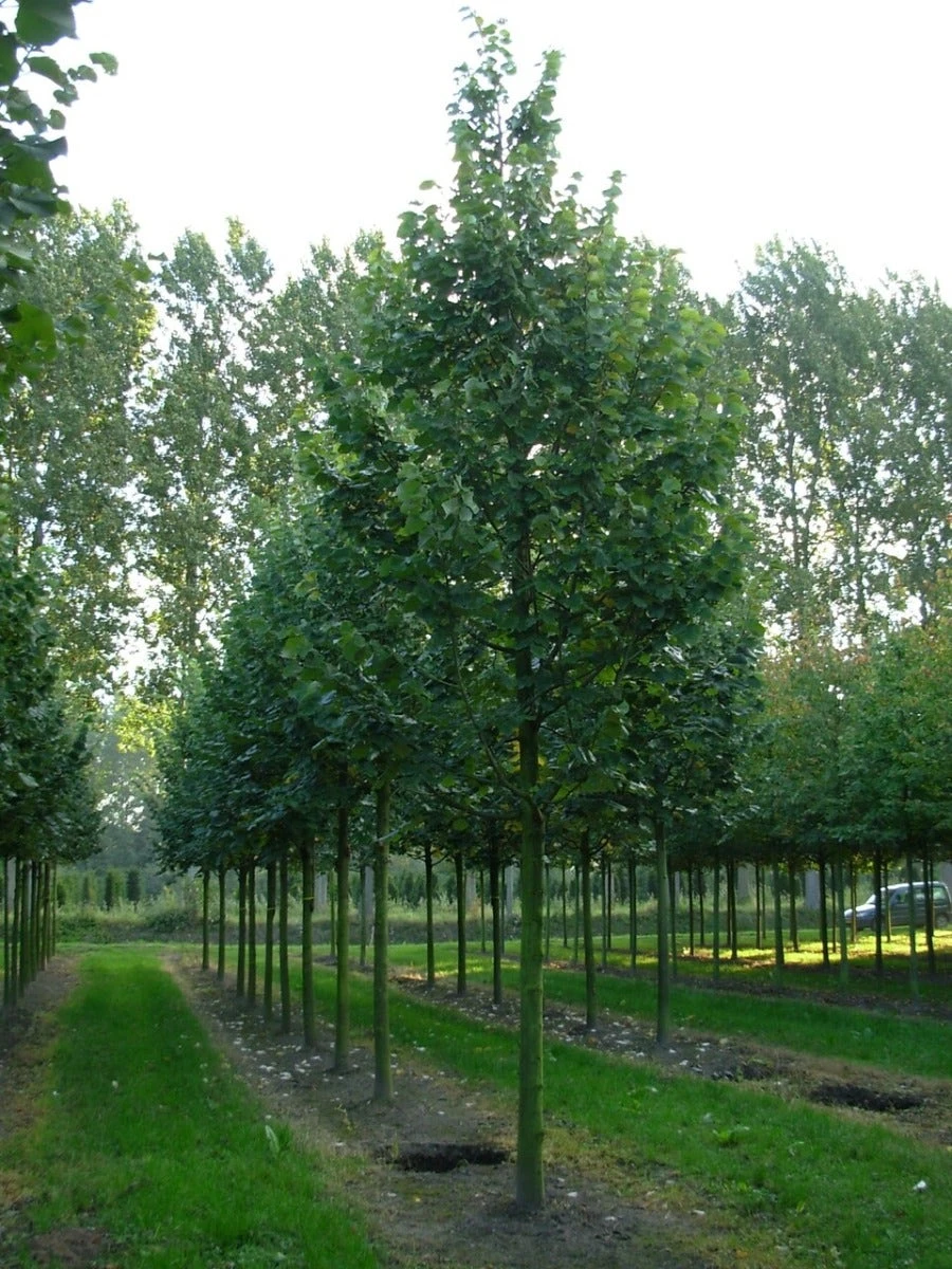 Grote Zilverlinde (Tilia Tomentosa) 5 Grote Zilverlinde (Tilia Tomentosa) - Afbeelding 3