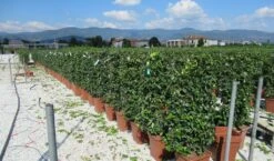 Toscaanse Jasmijn Als Leivorm(Trachelospernum Jasminoides) -PlantenPracht Winkel trachelospermum jasminoides 52x110 leivorm 2 1
