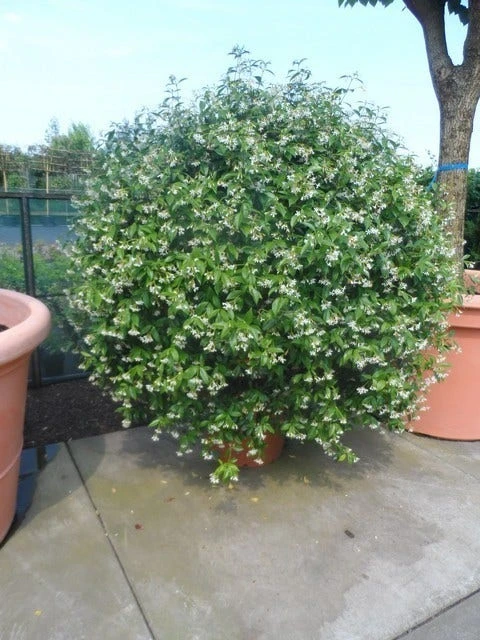 Toscaanse Jasmijn, Bolvorm (Trachelospermum Jasminoides ) 4 Toscaanse Jasmijn, Bolvorm (Trachelospermum Jasminoides ) - Afbeelding 2