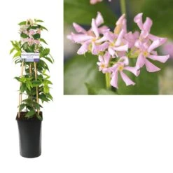 Roze Toscaanse Jasmijn (Trachelospermum 'Pink Air') -PlantenPracht Winkel trachelospermum pink air light01