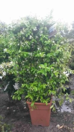 Toscaanse Jasmijn Als Leivorm(Trachelospernum Jasminoides) -PlantenPracht Winkel trachelospernum jasm. leivorm 100125 2 2