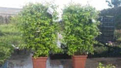 Toscaanse Jasmijn Als Leivorm(Trachelospernum Jasminoides) -PlantenPracht Winkel trachelospernum jasm. leivorm 100125 3