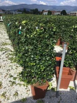 Toscaanse Jasmijn Als Leivorm(Trachelospernum Jasminoides) -PlantenPracht Winkel trachelospernum jasminoides 90x50 cm 1